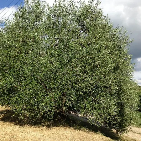 Farm stay Santa Maria Pienza
